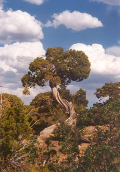 natural bonsai