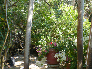 El Manglar