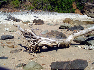 big log