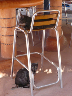cats