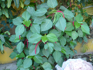 plant