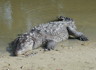 crocodilo