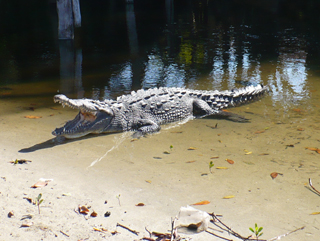 crocodile
