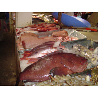fish