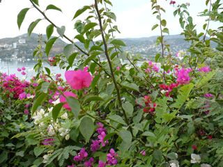 flowers and bay