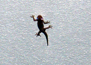gecko