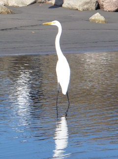 great egret