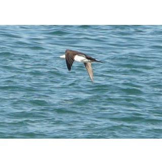 Heermann's gull?