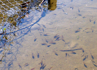 little fish