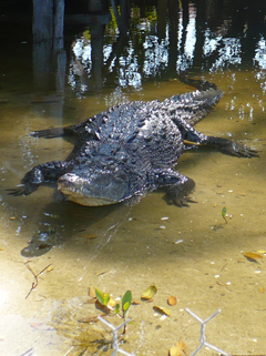 mister croc