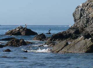 pelicans and rocks
