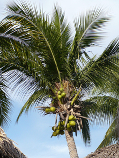 palm