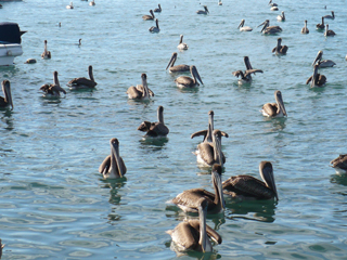 brown pelicans