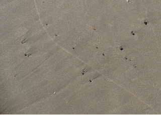 sandpiper's eye view