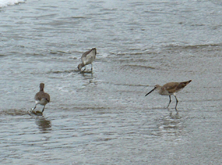 spotted sandpipers