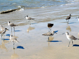 sandpipers and friend