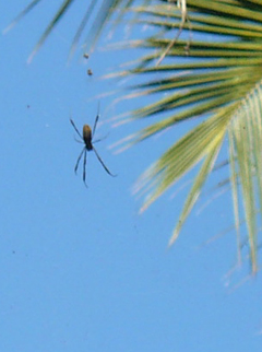 spider