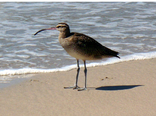 whimbrel