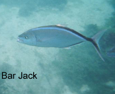 bar jack