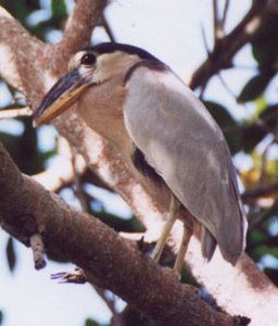 Better boatbill heron