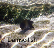 damselfish