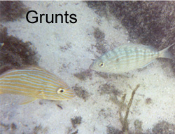 grunts