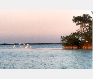 ibis