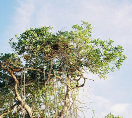 osprey nest