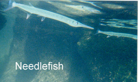 needlefish