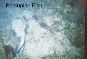 porcupine fish