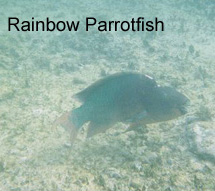 parrotfish