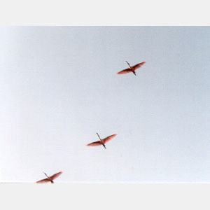 spoonbills in flight