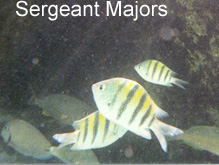 sergeant majors