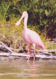 roseate spoonbill