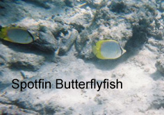 spotfin butterflyfish