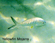 yellow mojarra