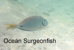 surgeonfish