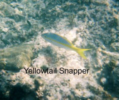 yellowtail snapper