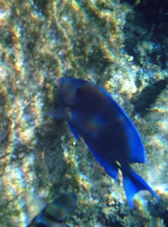 Blue fish