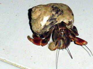 hermit crab