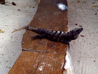 iguana