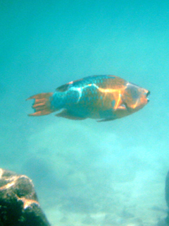 Parrot Fish