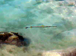 Pipefish