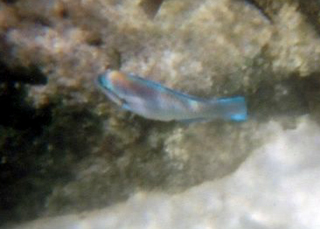 Rainbow Wrasse