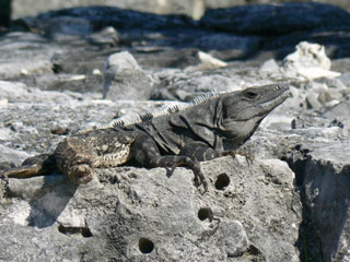Iguana at Tulum