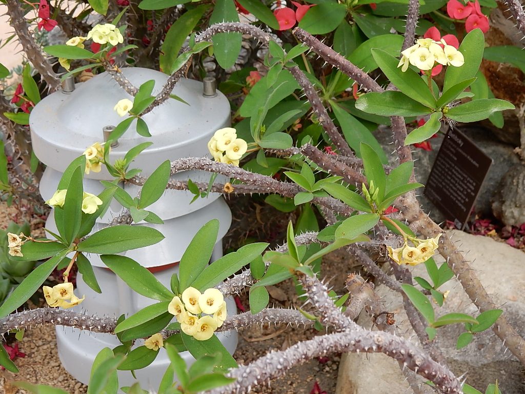 honey locust