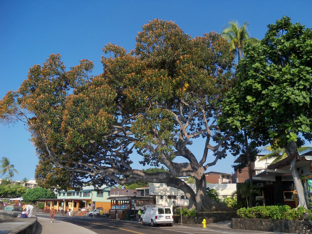 banyon on Ali'i Drive