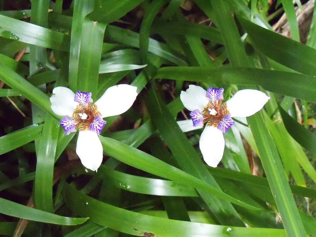 unknown flowers