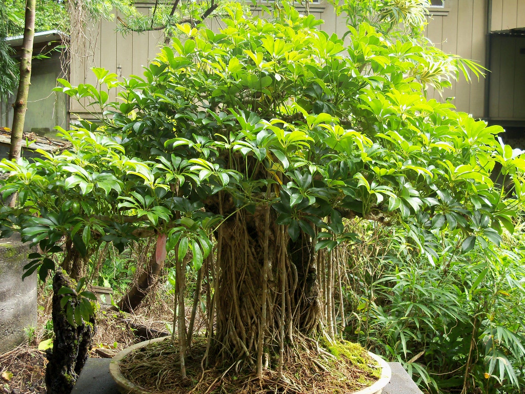 bonsai banyon