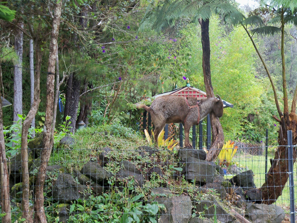 goat at Volcano Garden Arts
